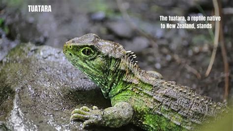 12 Fascinating Animals with More Than 2 Eyes: Discover.